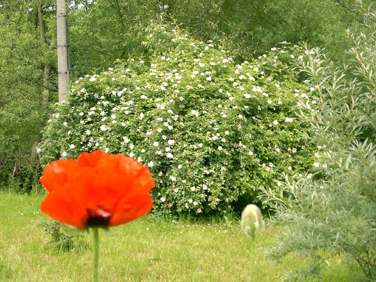 Zur Wilke *